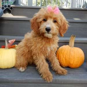 Trixie, Mini Goldendoodle Puppy